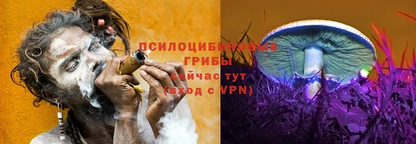 прущие грибы Верея